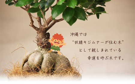 沖縄の観葉植物　観葉植物　ガジュマル 6号鉢　6号　観葉植物　ガジュマル　インテリア　鉢付き　おしゃれ　インテリアグリーン　緑のある暮らし　ハウスプラント　沖縄　うるま市　６号