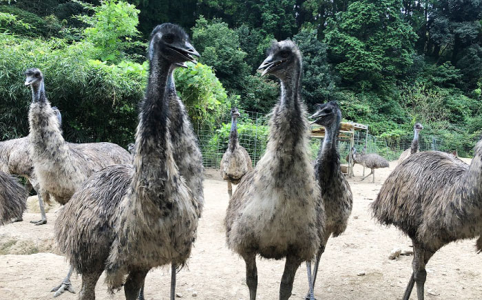 エミューキーマカレー計600g（200g×3個）＆肉みそ計260g（130g×2個） / 惣菜 / 佐賀県 / 株式会社きやまファーム [41ALAA003]