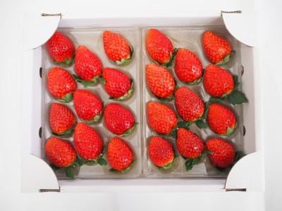 特選「吉見いちご」【やよいひめ】 