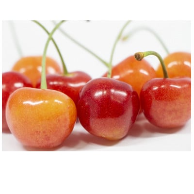 【2026年発送】フルーツ王国　信州中野産　さくらんぼ　高砂　約2.4kg(約100g×24パック)【配送不可地域：離島】【1570419】