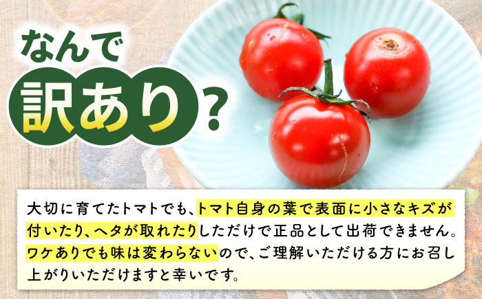 訳あり ミニ トマト 約3kg ＜白石農園＞ [CBI003] 西海市産 トマト とまと 野菜 新鮮 旬 トマト 