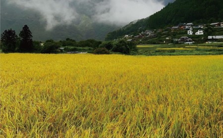 米 お米 国産  数量限定 飛雪(ひせつ)米(結びの神) 5kg【2023年9月中旬頃から順次発送】【hsj002】