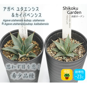 多肉植物 インテリア アガベ ユタエンシス＆ユタエンシス・カイバベンシス 3.5号黒鉢 各１ポット 四国ガーデン 人気 観葉植物 グリーン リラックス 初心者でも育てやすい｜B217