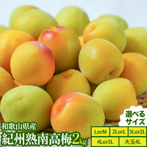 【ふるさと納税】紀州熟南高梅 約2kg 選べるサイズ MまたはLサイズ Lまたは2Lサイズ 2Lまたは3Lサイズ 3Lまたは4Lサイズ 大玉4Lサイズ ふるさと農園《6月上旬-6月中旬頃出荷予定》和歌山県 日高町 梅 うめ 果物 フルーツ 和歌山県産 送料無料 梅酒 梅干し 紀州南高梅