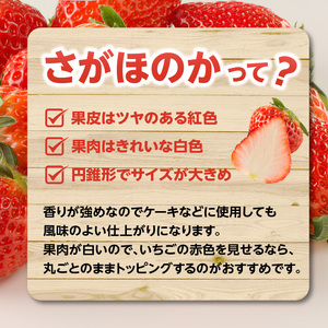 ★予約受付★渡邉農園 佐賀県玄海町産いちご「さがほのかDX」2024年1月～4月順次配送【D017】