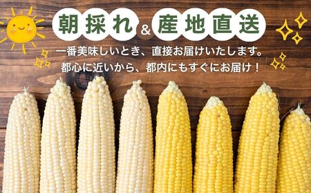 とうもろこし ゴールドラッシュ ピュアホワイト 食べ比べ 6本 | とうもろこし とうもろこし とうもろこし とうもろこし とうもろこし