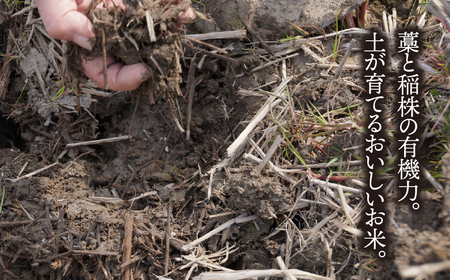《令和7年産》《新米》岐阜県産 ミルキークイーン 10kg（5kg×2） | 垂井町産 お米 米 こめ コメ 白米 精米 ご飯 ライス 産地直送 ギフト 贈答用 プレゼント リピーター多数