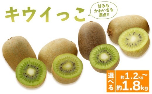 
                  先行予約 キウイフルーツ キウイっこ 約1.2kg 約1.8kg  果物 フルーツ キウイ グリーンキウイ デザート スイーツ ケーキ ジュース ゼリー アイス シャーベット ジェラート フルーツ大福 ドライフルーツ  ギフト 家庭用 旬の果物 旬 ビタミンC 美容 健康 お取り寄せ グルメ 人気 おすすめ 香川県 丸亀市 出荷：2026年10月～
                