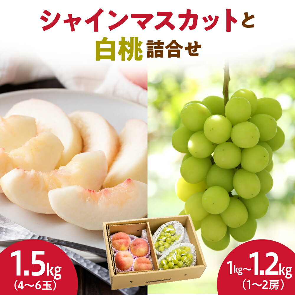 【ふるさと納税】シャインマスカット と 白桃 詰合せ 2.5kg 令和8年産 先行予約 2026年 ぶどう 桃 人気 おすすめ フルーツ 果物 くだもの 山形 お取り寄せ 食べ比べ 産地直送 送料無料 【 山形県 天童市 】