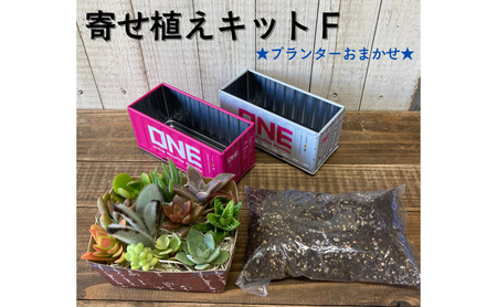 多肉植物 寄せ植えキットF コンテナ型プランター 多肉植物【色柄おまかせ】