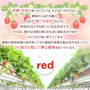 ＜先行予約！2026年12月中旬以降順次発送＞京都府宇治市産いちご(計約1kg・約250g×4パック) 苺 イチゴ 果物 くだもの フルーツ 【uj-FL001】【red】