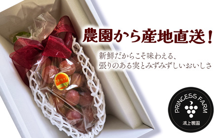 種なし赤ぶどう スカーレット（1房・700g以上）8月下旬～10月発送｜ 種なし葡萄 赤ブドウ 農園直送