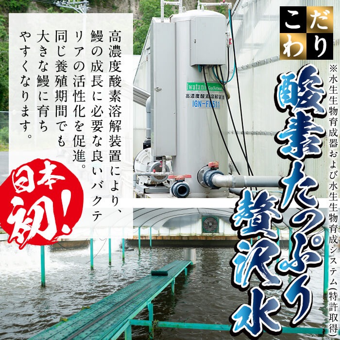 日ノ本一の鰻の蒲焼き＜特大＞1尾(約235g以上) a4-071