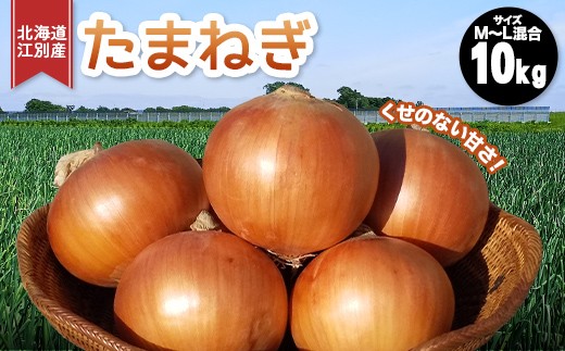 
                  先行受付 10月以降発送　北海道江別産 高田農場 たまねぎ 大容量10kg サイズM～L混合　あまくて日持ちのする玉葱 EB8-0783
                