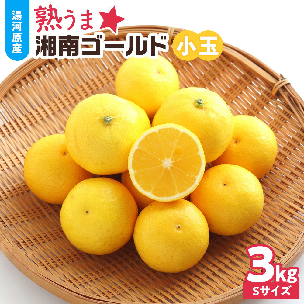 【ふるさと納税】【希少フルーツ】熟ウマ☆小玉・湘南ゴールド(Sサイズ)　3kg　2027年3月上旬～3月中旬頃発送予定 | 湯河原町 小玉 Sサイズ 3kg 種なし 柑橘類 地域特産品
