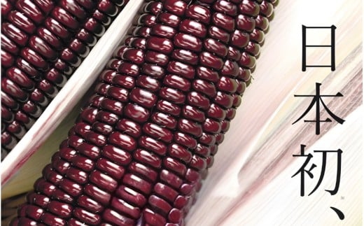 先行予約 奈良県産 大和ルージュ 計10本 令和8年産 【2026年7月中旬～10月中旬順次発送】／ スマイル葛城農業 大和ルージュ 奈良 葛城市 とうもろこし トウモロコシ コーン スイート 美味い