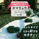 【ふるさと納税】 タマリュウ （ 玉竜 ） ポットタイプ （80個）【 生産者直送 】 タマリュウポット グランドカバー | ガーデニング ガーデニング用品 芝生 造園 下草 草抑え