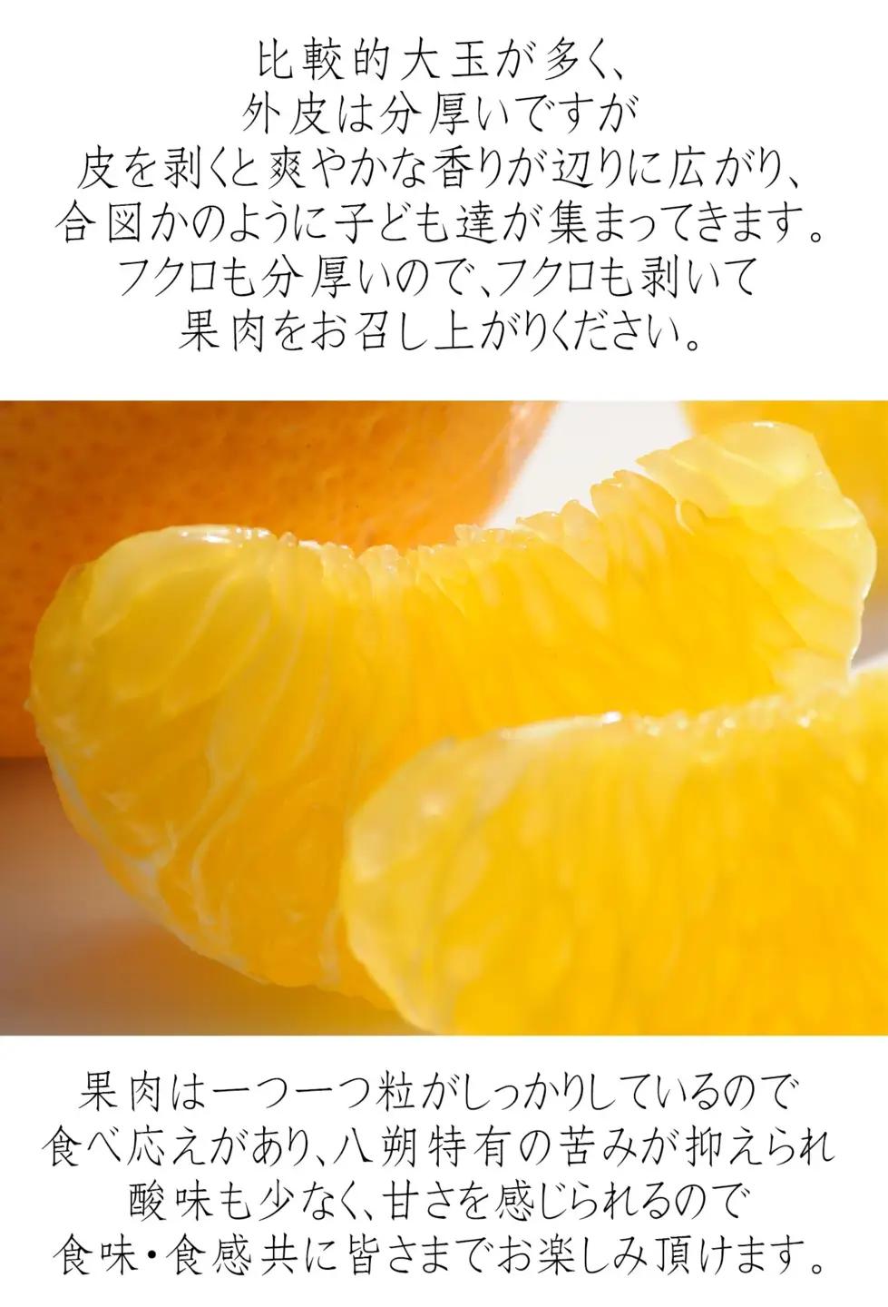 八朔 10kg 訳あり 木成り八朔［Mg69］