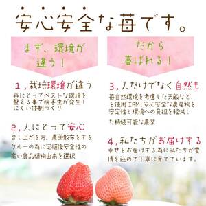 雪国完熟越後姫シングル（約380g）ギフト箱入り　