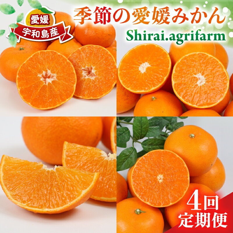 【ふるさと納税】 季節の 愛媛みかん 4回定期便 Shirai.agrifarm 愛果28号 甘平 せとか 愛果48号 みかん定期便 柑橘定期便 みかん 果物 くだもの フルーツ 柑橘 あいか かんぺい 高級 美味しい 産直 ていきびん 産地直送 農家直送 数量限定 国産 愛媛 宇和島 B090-115010