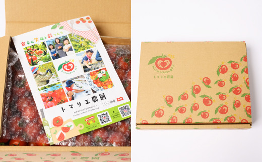 【先行予約】 野菜ソムリエ 岡田健志郎が育てた　ミニトマト 1.2kg以上 トマト とまと 新鮮 サラダ 野菜 やさい 特産品 熊本県 八代市 【2026年12月上旬より順次発送】
