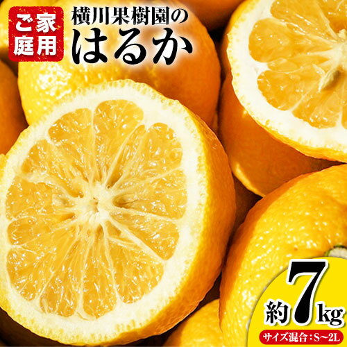 【ふるさと納税】【先行予約】はるか 約7kg S〜2L 家庭用 サイズ混合 横川果樹園 《2026年2月上旬-3月中旬頃より出荷》 和歌山県 日高川町 はるか みかん 果物 柑橘 フルーツ 送料無料