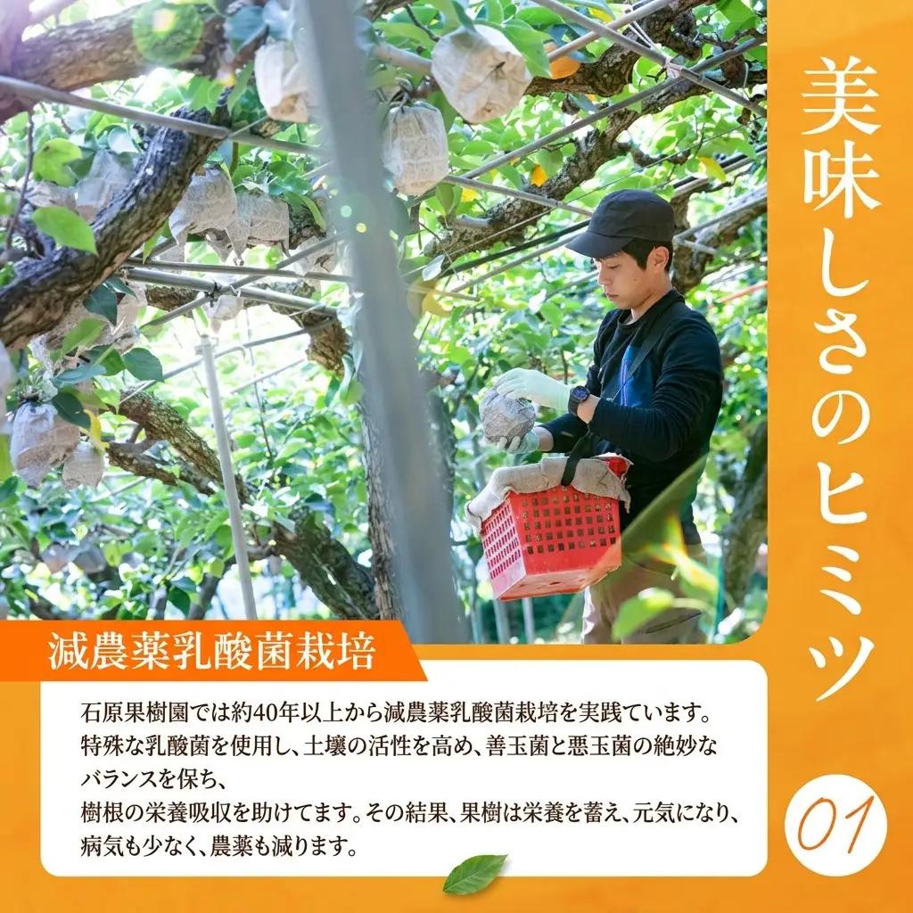 梨 フルーツ 鴨梨 ヤーリー 岡山県産 梨【3～6玉 約2kg】【先行予約】