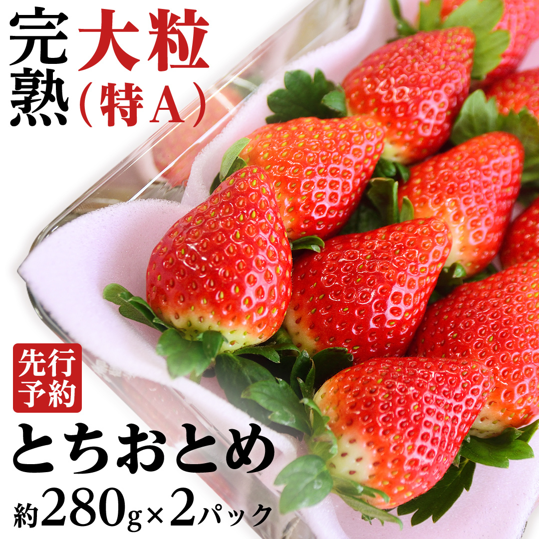 【 2025年1月上旬発送開始 】 完熟 とちおとめ 約280g×2P 国産 いちご イチゴ 苺 [BC025sa]