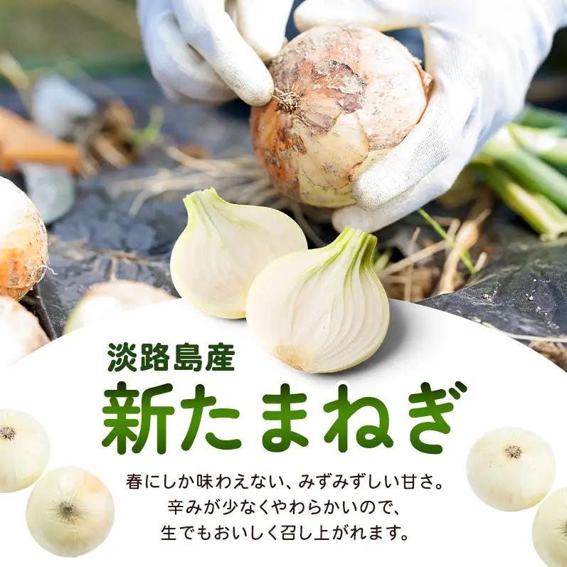 新玉ねぎ 淡路島産 4kg 島の里 甘い 新玉ねぎ
