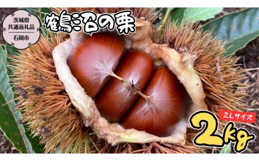 
                  鶴沼 の 栗 2kg (茨城県共通返礼品／石岡市) 
和栗 国産栗 くり 栗 生栗 先行予約 2026年9月上旬発送開始 オーガニック肥料 果じゅまる園 [DQ002sa]
                