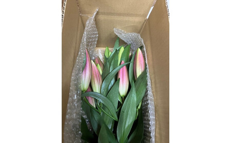 百合 マスター（ピンク）3輪以上　5本