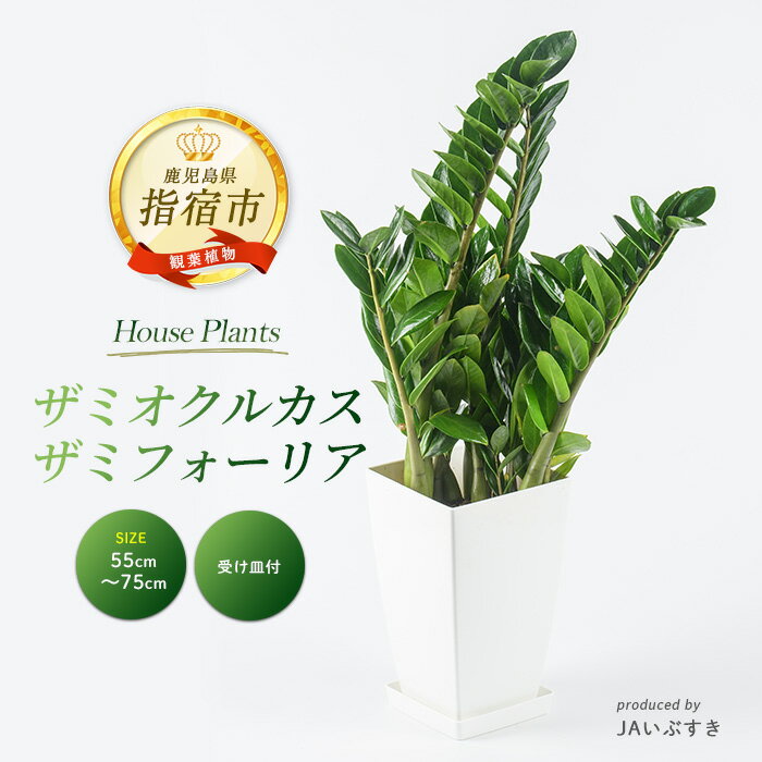 【ふるさと納税】＜2026年4月上旬以降順次発送＞【観葉植物】ザミオクルカス・ザミフォーリア 55cm〜75cm ※北海道・沖縄・離島配送不可※ 観葉植物 植物 グリーン 鉢 おしゃれ 大型 インテリア 室内 開店祝い 新築祝い オフィス ギフト マイナスイオン 【JAいぶすき】