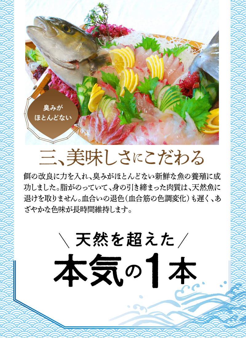 高級大和カンパチお造り4人前約320g N072-YA0434