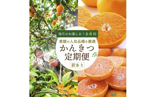＜発送月固定定期便＞愛媛の人気品種を厳選! 旬のかんきつ定期便(訳)全6回＜H25-121＞【4002603】 YWTAP064