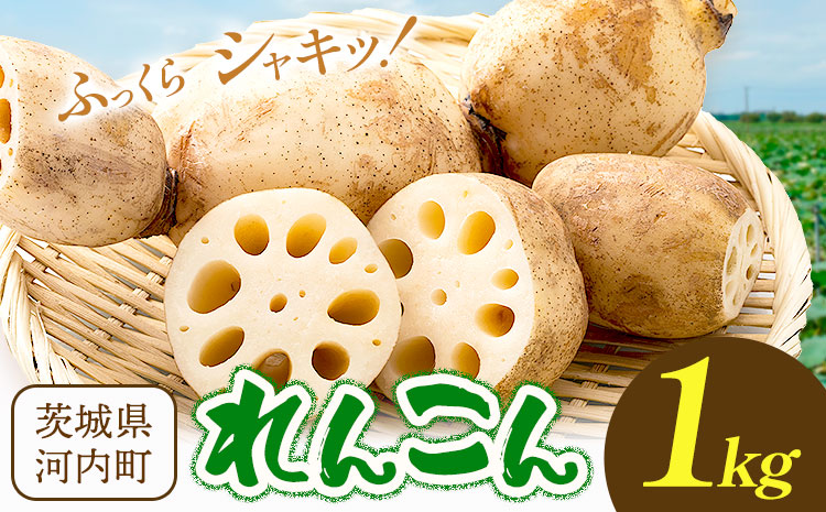 蓮根 1kg まちづくり河内株式会社かわち夢楽《30日以内に出荷予定(土日祝除く)》 茨城県 河内町 蓮根 れんこん レンコン 野菜---kawachhi_mura_21_1kg---