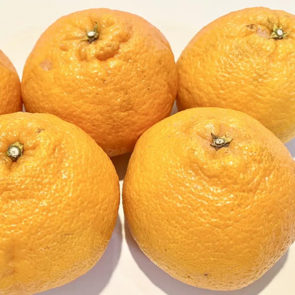 「農園直送」和歌山県産不知火　もりもりの約9kg(サイズ混合　ご家庭用) ※2027年2月下旬～3月下旬頃に順次発送予定【tecj1055】