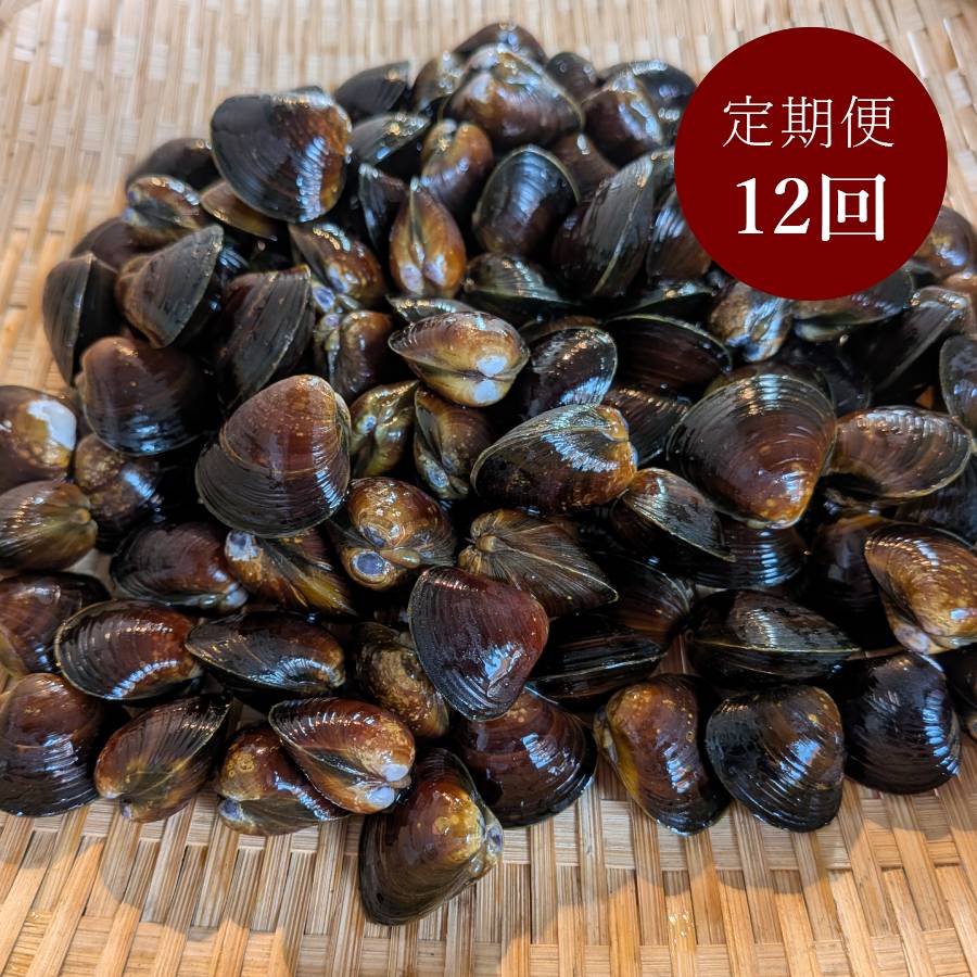 ＜丸元水産＞「蜆」（冷凍）500gx6（計3kg）【12ヵ月定期便】