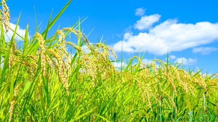 島根県雲南市「大月谷コウノトリやすらぎ米」きぬむすめ20kg（5kg×4）