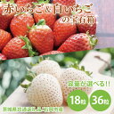 【ふるさと納税】【先行予約】【選べる内容量】赤いちごと白いちごの宝石箱 18粒・36粒（茨城県共通返礼品：石岡市産）　※2024年12月初旬～2025年3月下旬頃に順次発送予定