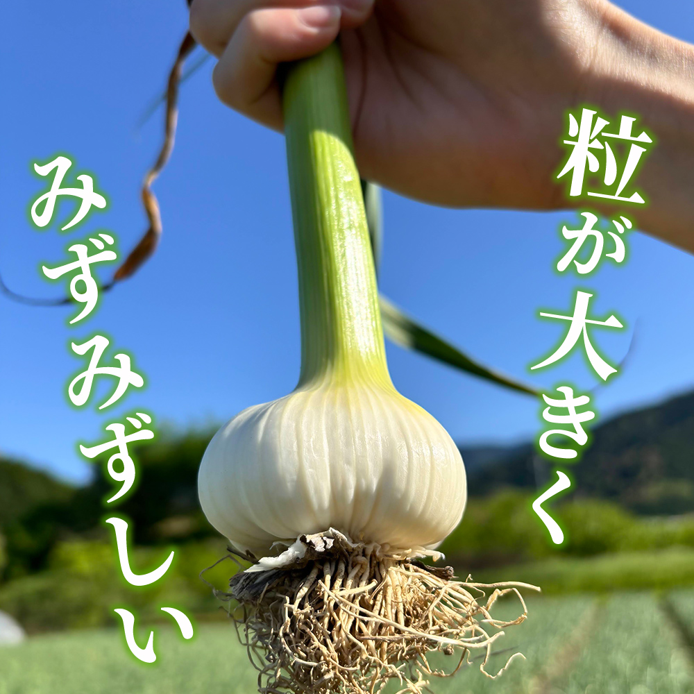 西予市産　朝霧にんにく（乾燥小袋）65袋セット
