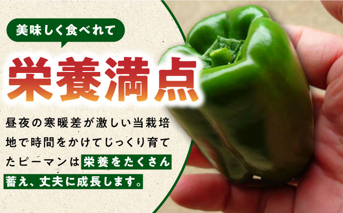【先行予約】いちょうの畑 サラダピーマン 約5kg 【農事組合法人いちょう】 [YDN012]