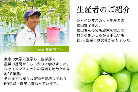 【秀品】先行予約 シャインマスカット 約1.3kg (2~3房)  フルーツ 果物 送料無料 葡萄 ぶどう マスカット  鶴田農園 熊本県荒尾市産《8月下旬-9月下旬頃出荷》 美味しいシャインマスカッ