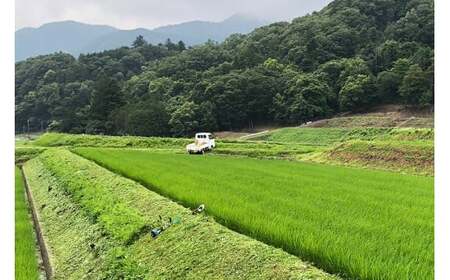 米 令和8年 10回 定期便 つぶら野米 コシヒカリ 白米 10kg×10回 総計100kg