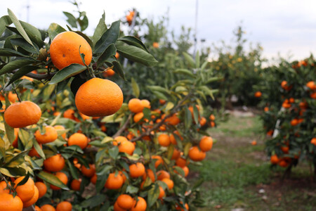 12/23までにご入金確認分は年内発送確定！開けてびっくり！大小色んな大きさのみかんの玉手箱！箱込み約10kg（2S～3L以上サイズ混合）