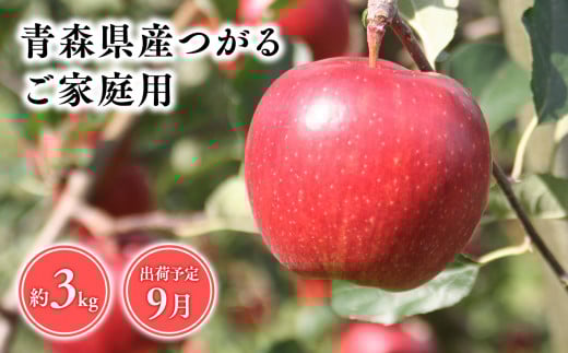 2025年産9月発送　【訳あり】家庭用つがる3kg　【青森県 平川市 そと川りんご園】9月発送 家庭用 青森 青森県産 平川 りんご リンゴ 林檎 くだもの 果物 フルーツ 