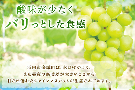 【先行予約】【2026年産】山陰浜田の特産果樹「シャインマスカット」2kg ＜8月下旬より発送＞ 【010_1946】