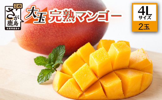 濃厚完熟! まっちゃん マンゴー 2玉 合計約1kg～1.3kg 4Lサイズ 大きめ 大玉 アップルマンゴー 糖度13～14度 フルーツ 果物 生産者直送 佐賀県 鹿島市 国産 九州産 絶品 感動 濃厚 人気 大人気 送料無料 【2026年5月中旬頃から6月初旬発送予定】 C-36