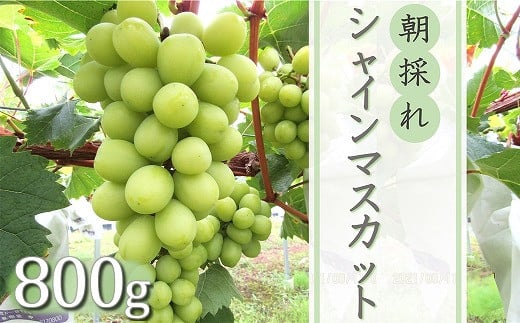 
            【先行予約】中津市産ぶどう シャインマスカット 約800g | フルーツ 果物 くだもの ぶどう ブドウ 葡萄 マスカット 国産 産地直送 おきだいふぁーむ ぶどう園 大分県 中津市
          