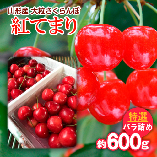 山形産 大粒さくらんぼ 紅てまり 特選 バラ詰め 約600g 【令和8年産先行予約】FS25-711