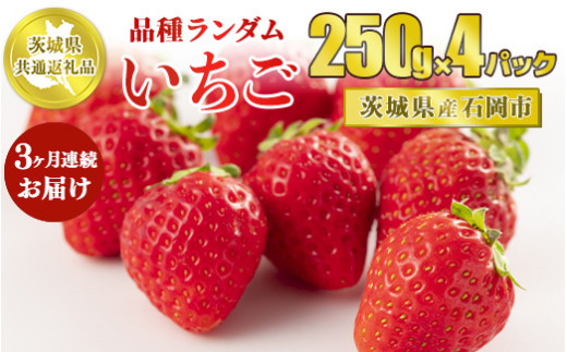 【先行予約】【茨城県共通返礼品　石岡市産】【定期便】いちごの3ヶ月連続お届けセット（250g×4パック）×3回<br>※2026年1月～3月頃に順次発送予定